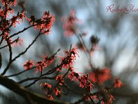 Hamamelis Ruby Glow 2015 02 07 3023